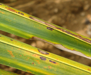 Description: http://agritech.tnau.ac.in/expert_system/coconut/coconut/images/diseases/leafblight002.jpg